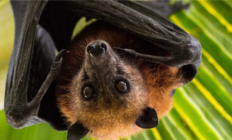 Fruit bat (c) By Subphoto