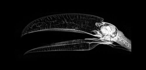 Toco Toucan - Oregon-Zoo-animal-x-rays