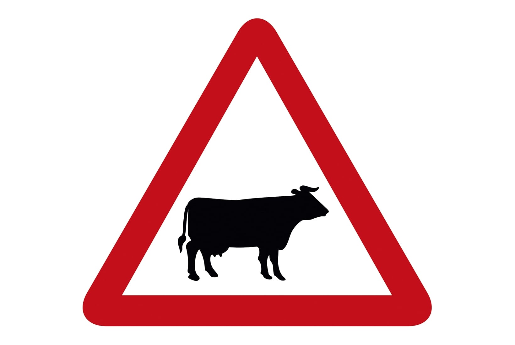 Cow in Road